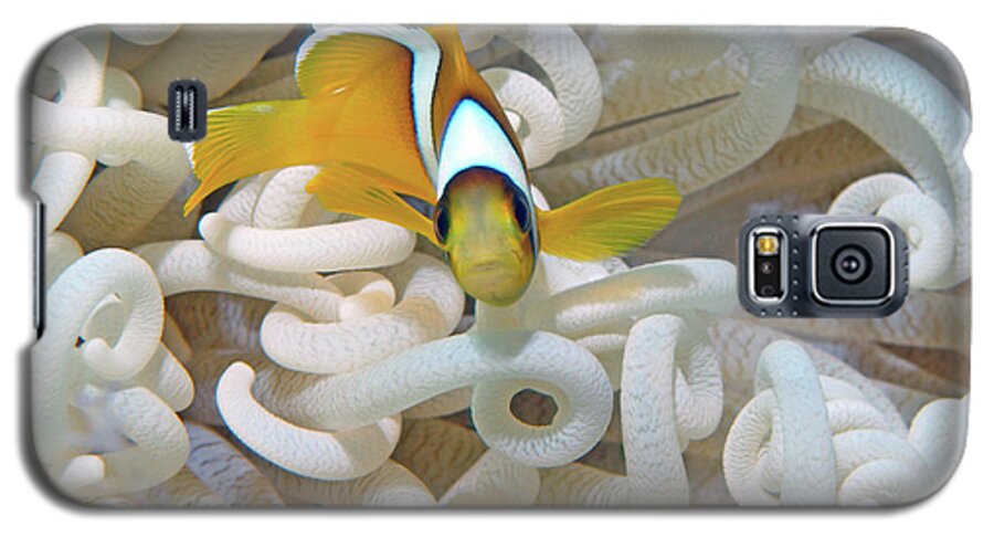 Red Sea Clownfish Galaxy S5 Case featuring the photograph Juvenile Red Sea Clownfish, Eilat, Israel 3 by Pauline Walsh Jacobson