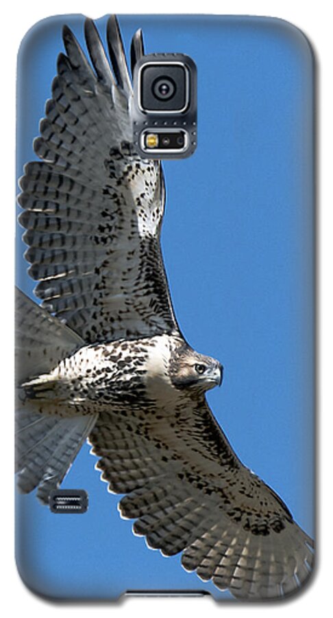 Red-tailed Hawk Galaxy S5 Case featuring the photograph Juvenile Red-tailed Hawk at Riverside Cemetery by Stephen Johnson