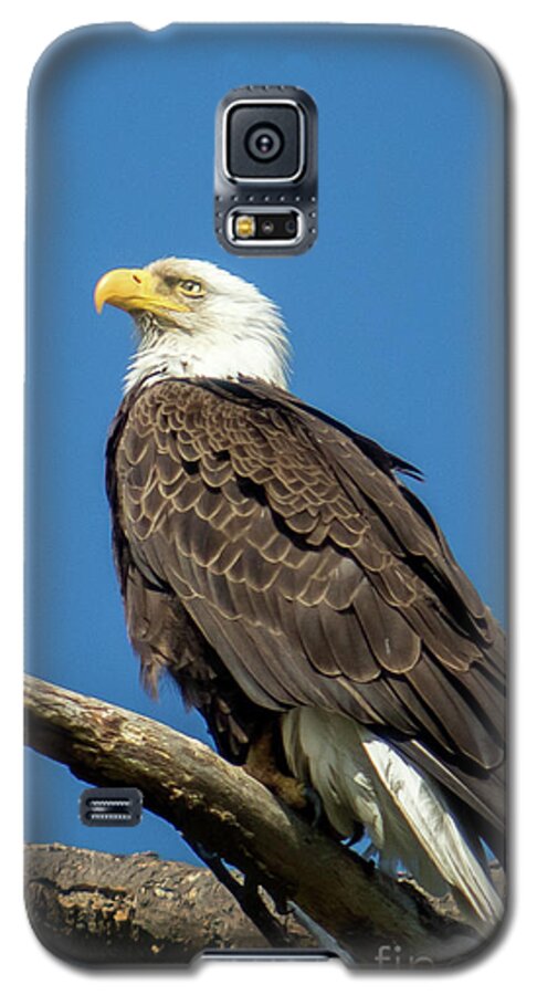 Eagle Galaxy S5 Case featuring the photograph Keeping Watch by Eleanor Abramson