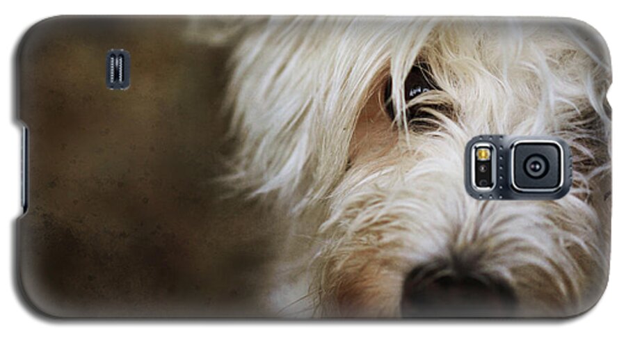 Schnoodle Galaxy S5 Case featuring the photograph Lady by Nancy Coelho