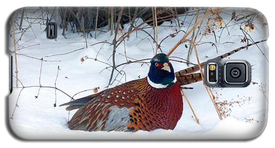 Ring-necked Pheasant Galaxy S5 Case featuring the photograph Lake Country Pheasant 2 by Will Borden