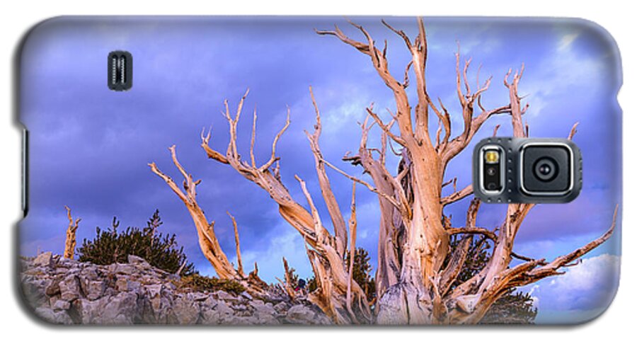 California Galaxy S5 Case featuring the photograph Last Light on the Bristlecones by Joe Doherty
