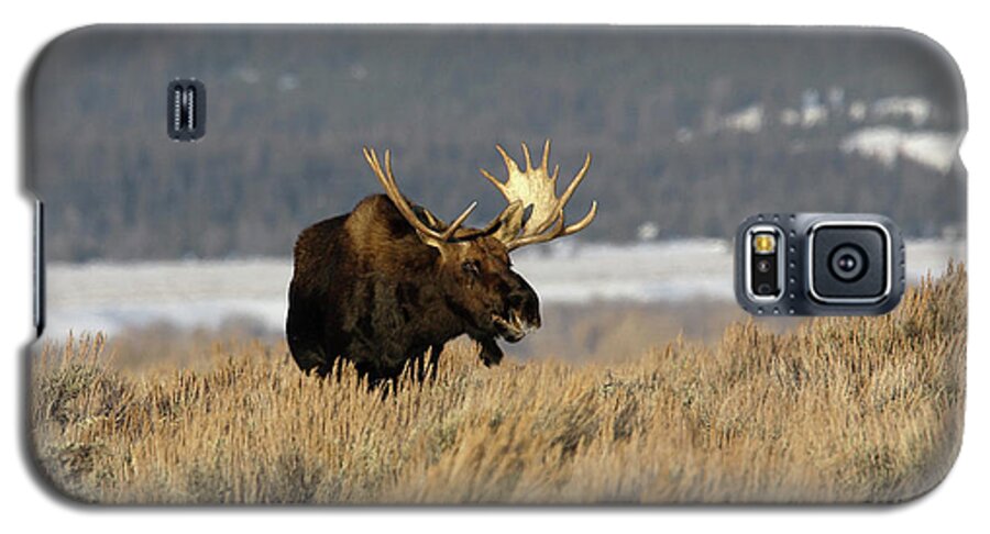 Moose Galaxy S5 Case featuring the photograph Laughing Moose by Ronnie And Frances Howard