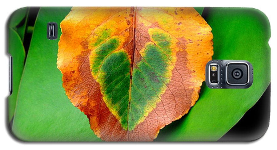 Leaf Galaxy S5 Case featuring the photograph Leaf Leaf Heart by Renee Trenholm