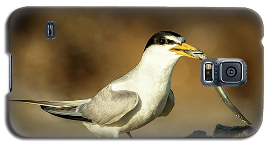 Tern Galaxy S5 Case featuring the photograph Lest Tern has dinner by Steven Upton