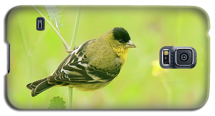 Spring Migration Galaxy S5 Case featuring the photograph Lesser Goldfinch by Ram Vasudev
