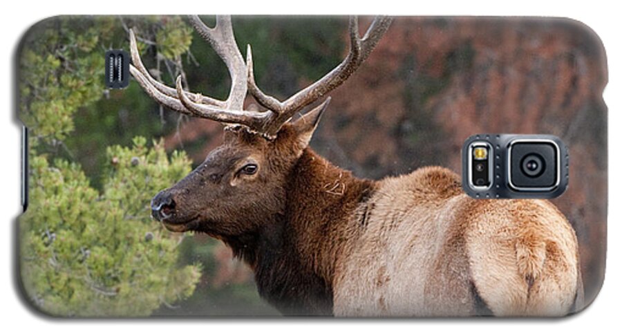 Grand Teton Galaxy S5 Case featuring the photograph Let the Rut Begin by Sandra Bronstein