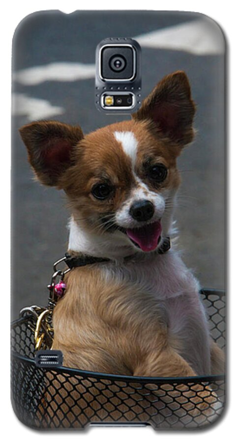 Dog Galaxy S5 Case featuring the photograph Lets go for a ride by Jason Hughes
