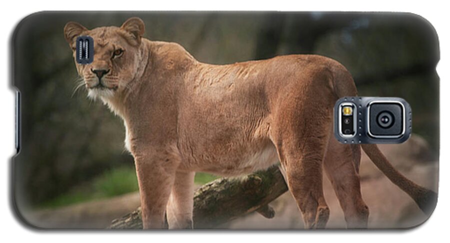 Animals Galaxy S5 Case featuring the photograph Lion by Jacqui Boonstra