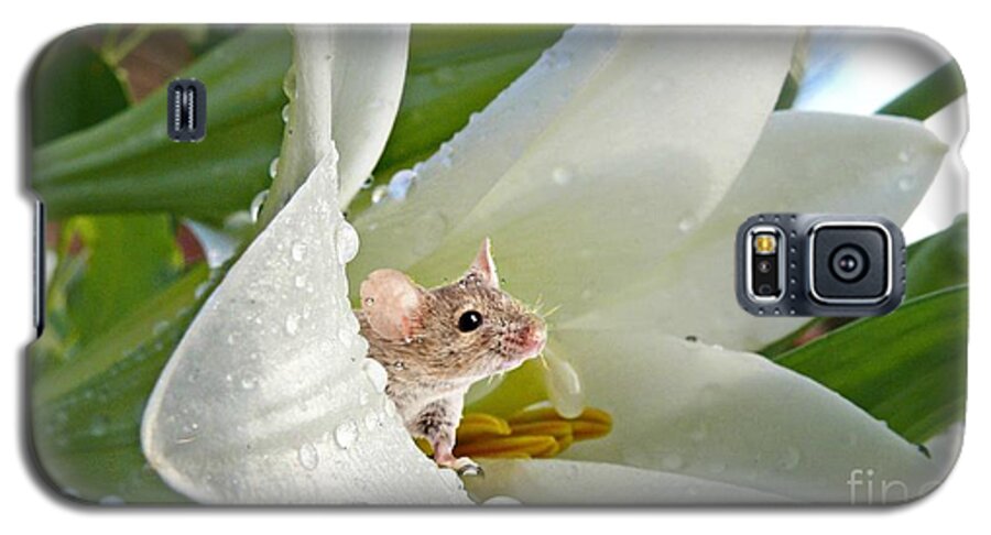 Field Mouse Galaxy S5 Case featuring the pyrography Little Field Mouse by Morag Bates