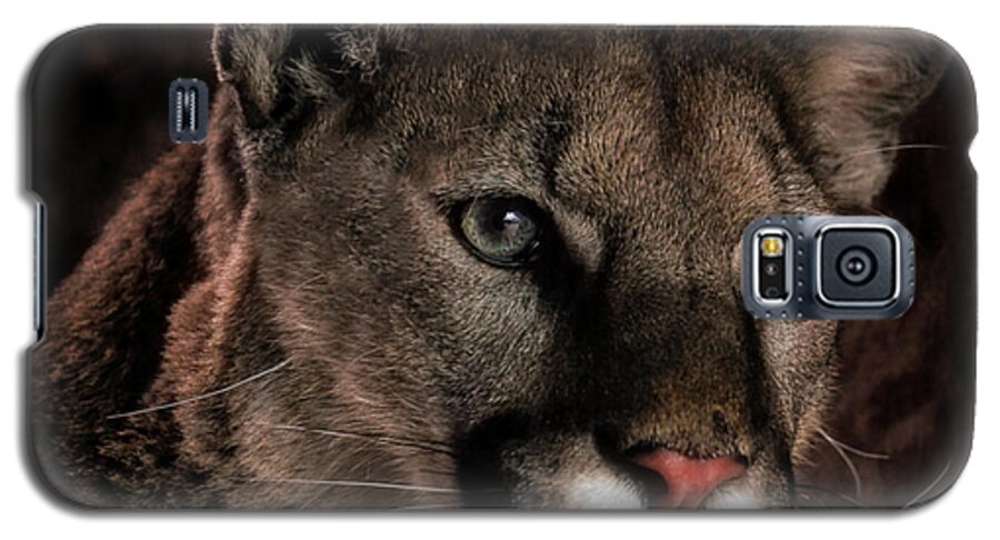 Mountain Lions Galaxy S5 Case featuring the photograph Locked Onto Prey by Elaine Malott
