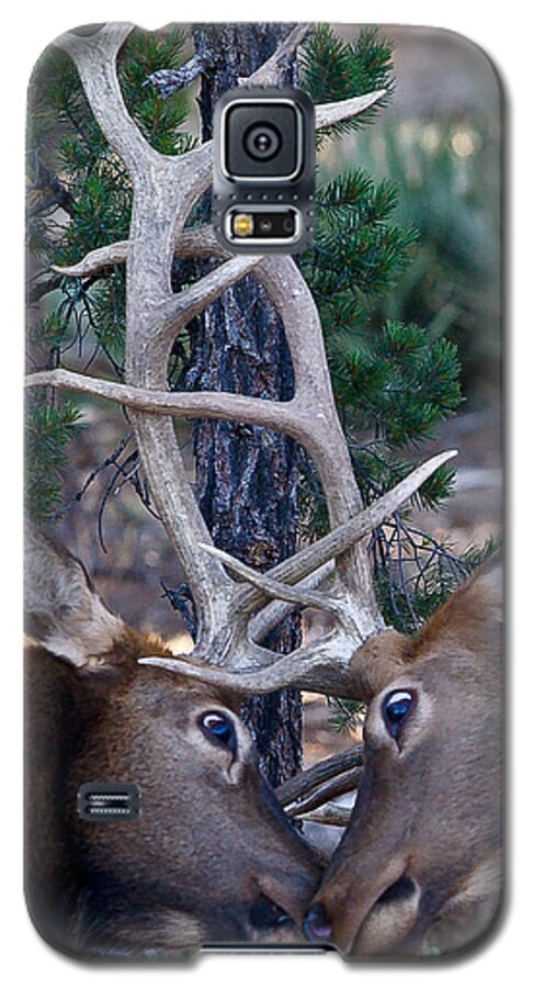 Animals Galaxy S5 Case featuring the photograph Locking Horns - well Antlers by Rikk Flohr