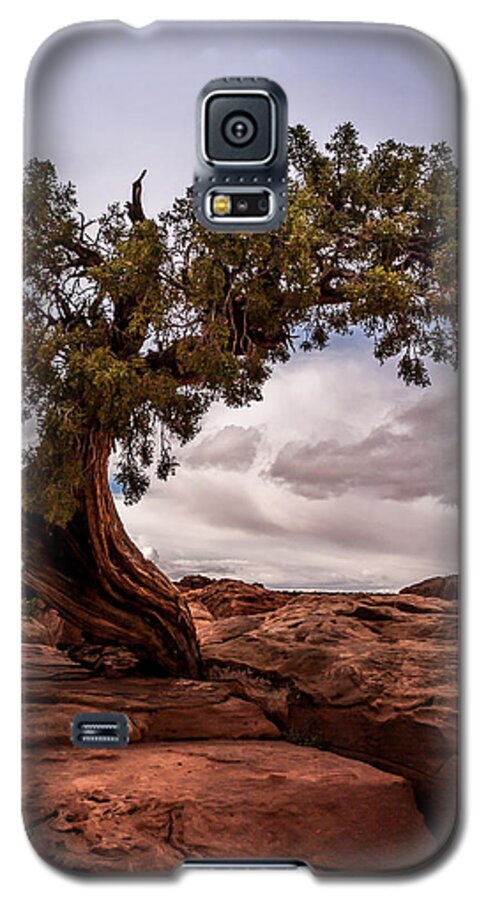 Jay Stockhaus Galaxy S5 Case featuring the photograph Lone Tree by Jay Stockhaus