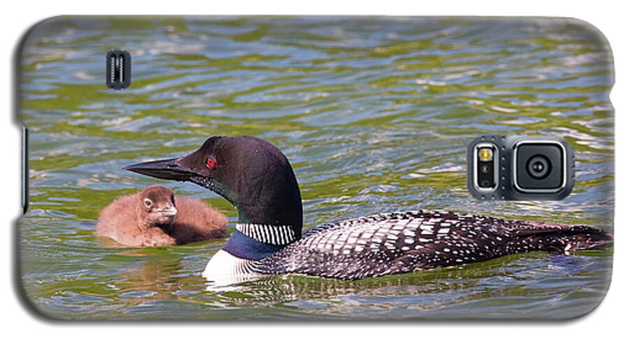 Loon Galaxy S5 Case featuring the photograph On Watch by Nancy Dunivin