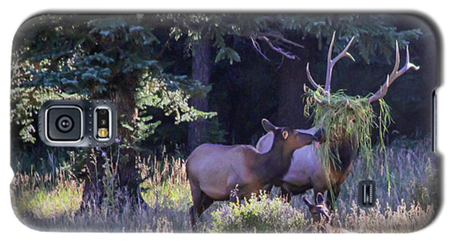 Elk Galaxy S5 Case featuring the photograph Loving The New Hairdo by Shane Bechler