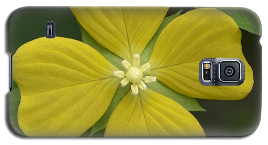 Flower Galaxy S5 Case featuring the photograph Lucky Four Leaf Flower by Melanie Moraga