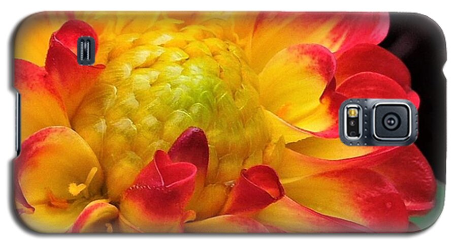 Dahlia Galaxy S5 Case featuring the photograph Macro Dahlia by Chad and Stacey Hall