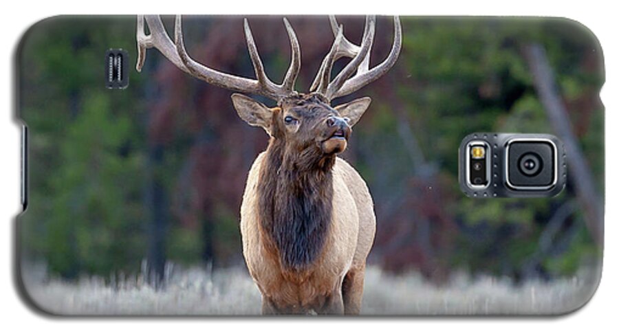 Bull Elk Galaxy S5 Case featuring the photograph Majestic Bull Elk by Jack Bell