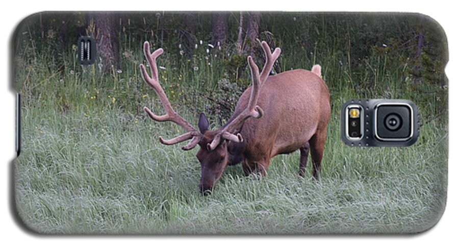 Nature Galaxy S5 Case featuring the photograph Bull Elk Rocky Mountain NP CO by Margarethe Binkley