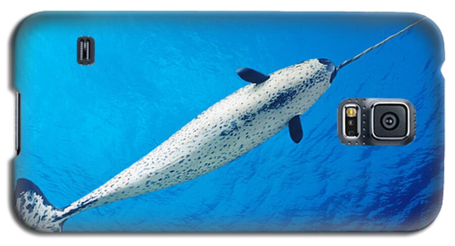 Aquatic Galaxy S5 Case featuring the photograph Male Narwhal by Dave Fleetham - Printscapes