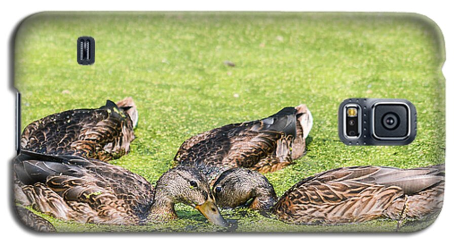 Mallards Galaxy S5 Case featuring the photograph Mallards Coming Up For Air by Ed Peterson