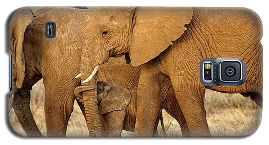 Elephants Galaxy S5 Case featuring the photograph Mama Knows Best by Steven Upton
