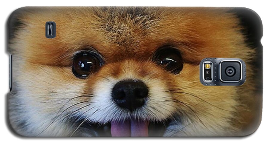Pomeranian Galaxy S5 Case featuring the photograph Mans Best Friend by Christopher James