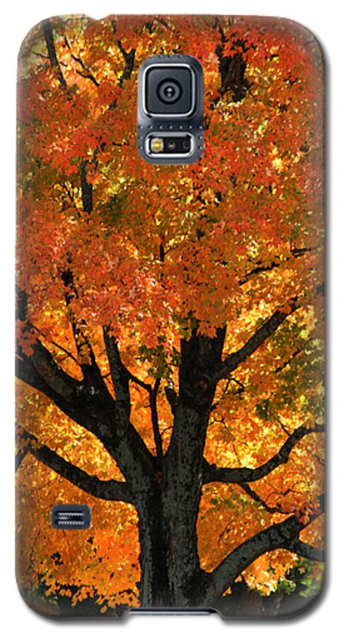 Maple Hill Cemetary Galaxy S5 Case featuring the photograph Maple Hill Maple in Autumn by Lesa Fine