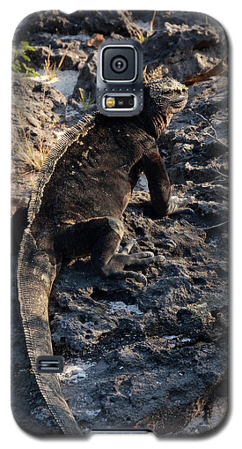 Marine Iguana Galaxy S5 Case featuring the photograph Marine Iguana, Amblyrhynchus cristatus by Breck Bartholomew