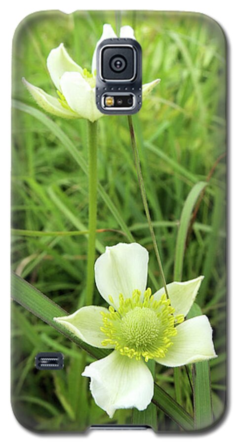 Flower Galaxy S5 Case featuring the photograph Meadow Anemone by Scott Kingery