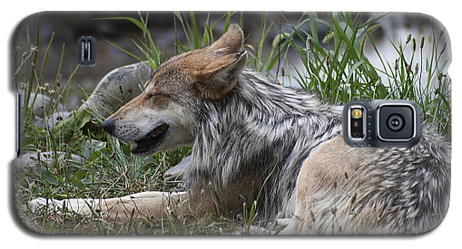 Mexican Wolf Galaxy S5 Case featuring the photograph Mexican Wolf 20120714_112a by Tina Hopkins