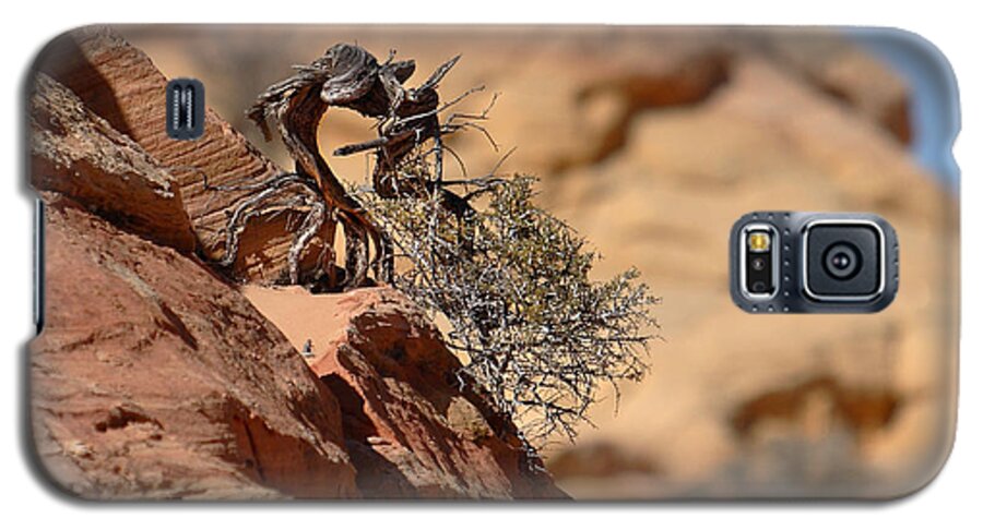 Arizona Galaxy S5 Case featuring the photograph Miyagi by David Andersen