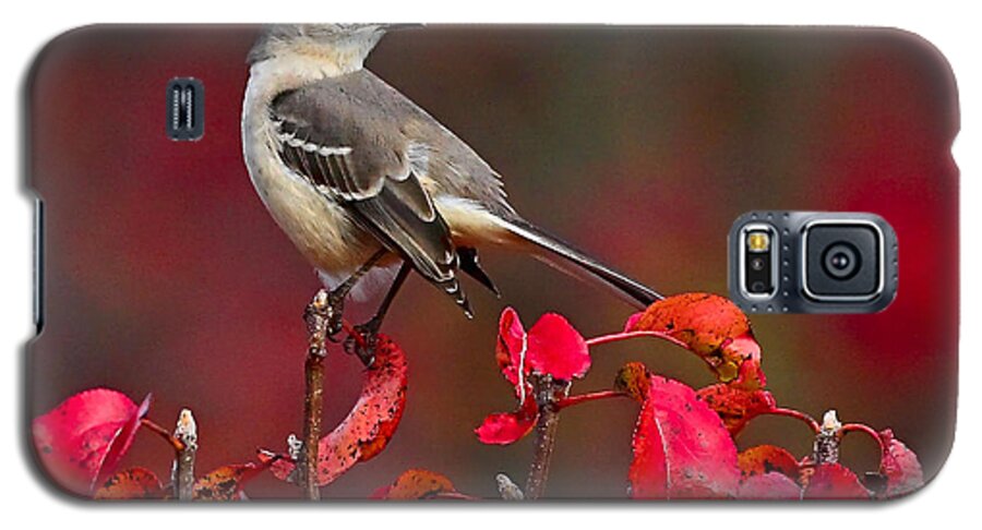 Mockingbird Galaxy S5 Case featuring the photograph Mockingbird on Red by William Jobes