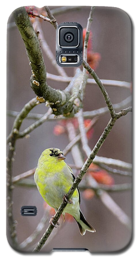 Finch Galaxy S5 Case featuring the photograph Molting Gold Finch by Bill Wakeley