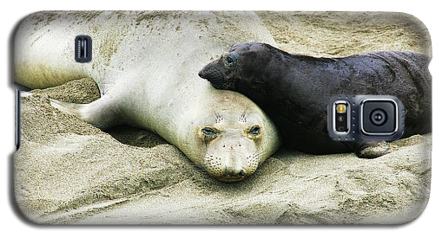 Elephant Seal Galaxy S5 Case featuring the photograph Mom and Pup by Anthony Jones
