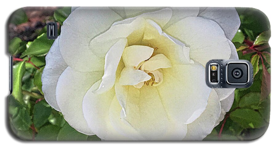 White Rose Galaxy S5 Case featuring the photograph Moms Rose by Daniel Hebard