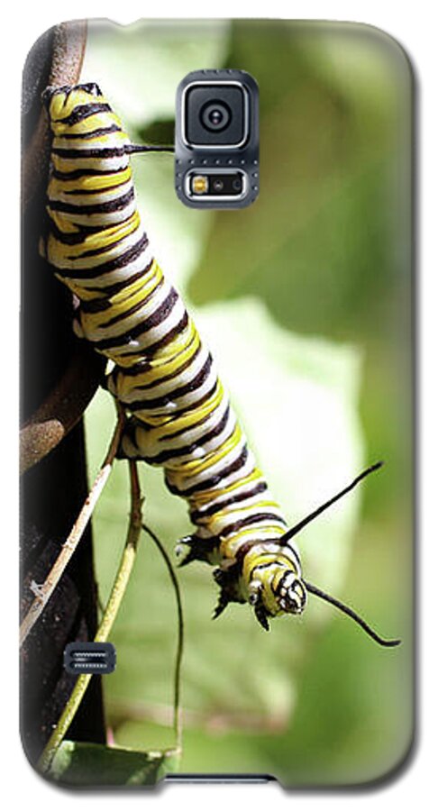 Monarch Galaxy S5 Case featuring the photograph Monarch Butterfly Caterpillar looking at you by Adam Long