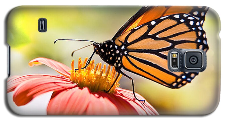 Butterfly Galaxy S5 Case featuring the photograph Monarch Butterfly by Chris Lord