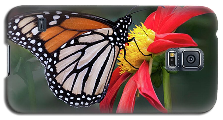 Flower Galaxy S5 Case featuring the photograph Monarch Butterfly Enjoying a Dahlia by Ann Jacobson