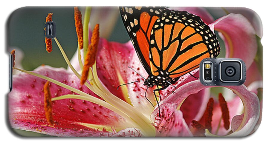 Cindi Ressler Galaxy S5 Case featuring the photograph Monarch on a Stargazer Lily by Cindi Ressler