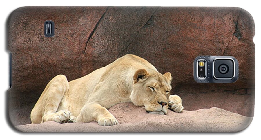 Lazing Lion Galaxy S5 Case featuring the photograph Monday by David Barker