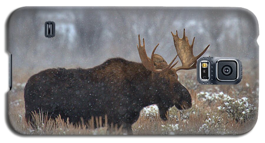 Moose Galaxy S5 Case featuring the photograph Moose In The Fog by Adam Jewell