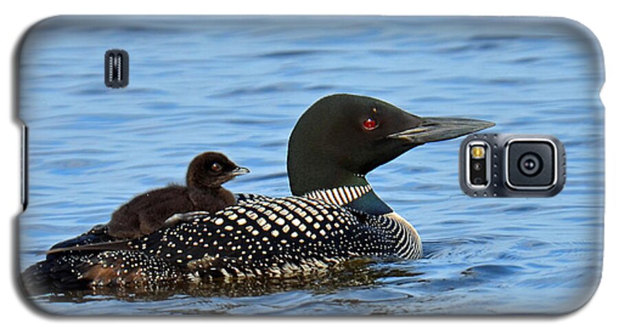 Bird Galaxy S5 Case featuring the photograph Mother Loon And Her Baby by Rodney Campbell