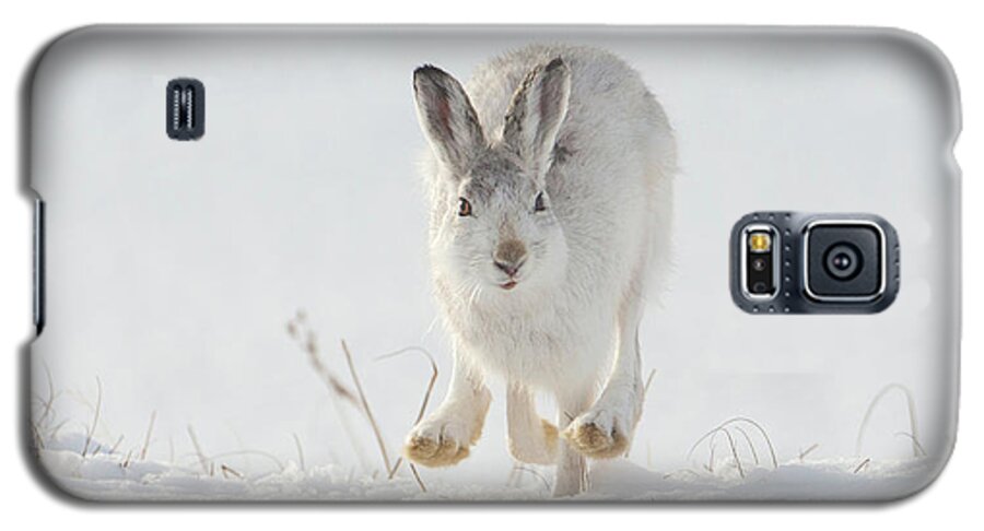 Mountain Galaxy S5 Case featuring the photograph Mountain Hare Approaching by Pete Walkden