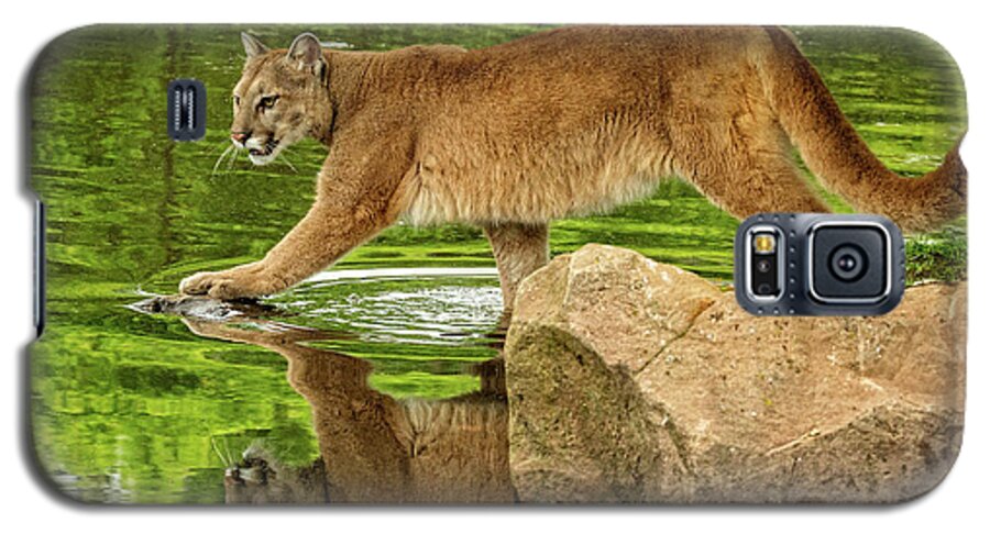 Mountain Lion Galaxy S5 Case featuring the photograph Mountain Lion in River by Steven Upton