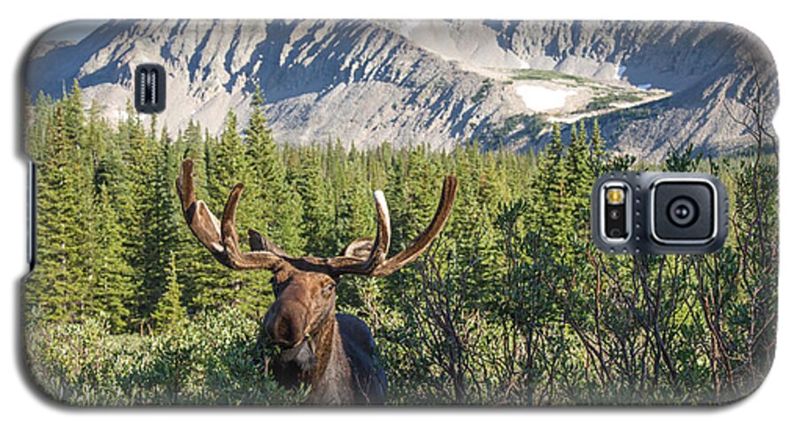 Moose Galaxy S5 Case featuring the photograph Mountain Moose by Chris Scroggins