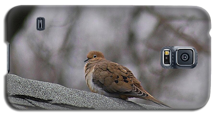 Mourning Dove Galaxy S5 Case featuring the photograph Mourning Dove 20120318_1a by Tina Hopkins