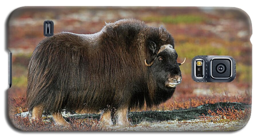 Muskox Galaxy S5 Case featuring the photograph Muskox by Arterra Picture Library