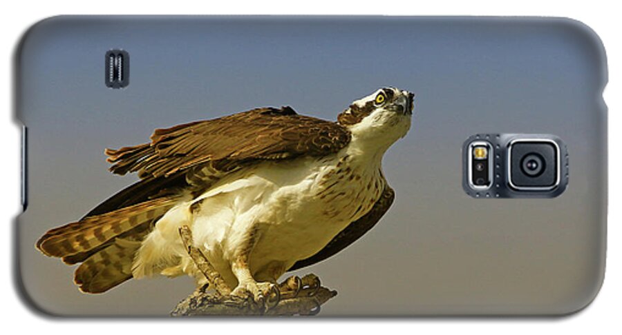 Osprey Galaxy S5 Case featuring the photograph My Pose For You by Deborah Benoit