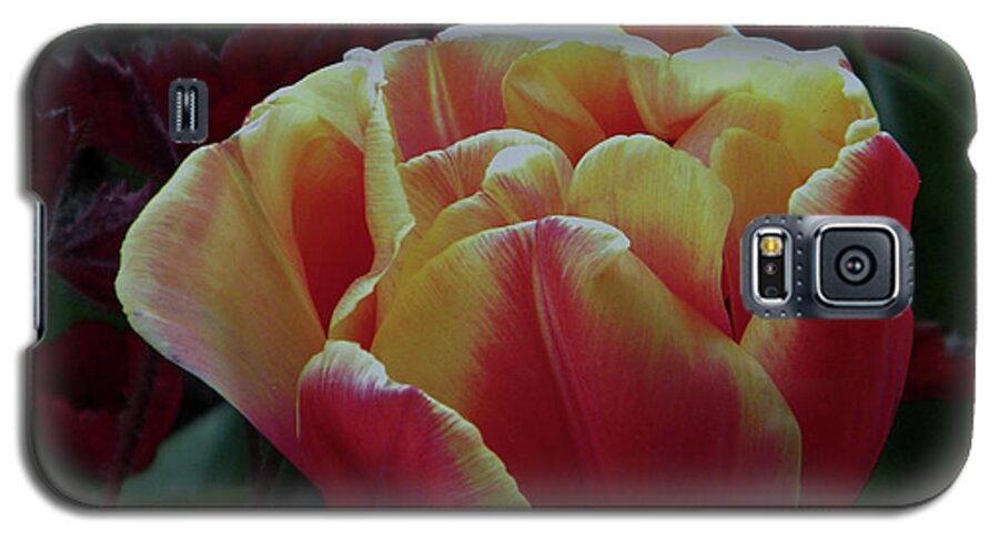 Tulip Galaxy S5 Case featuring the photograph Mysterious tulip by Manuela Constantin